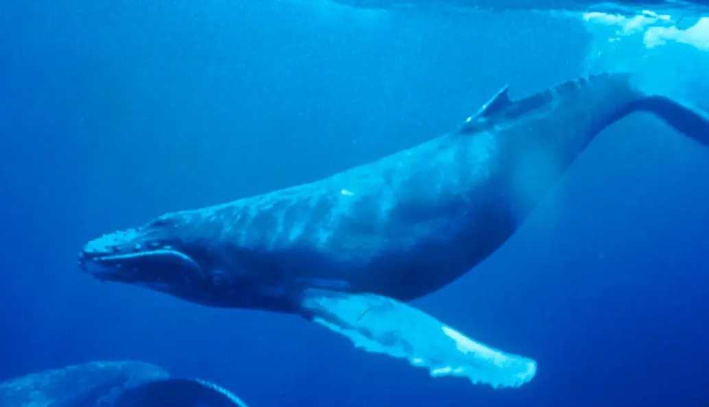 Humbak, Źródło: US National Oceanic and Atmospheric Administration
